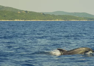 Delfin v bližini obale, Cres
